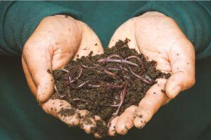 worms in soil